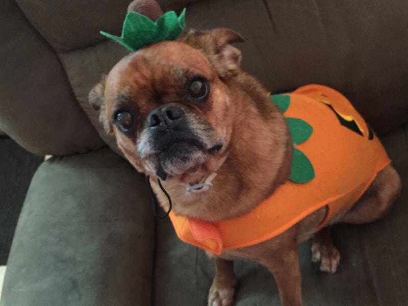 /images/uploads/pug nation rescue of los angeles/pugnation2020/entries/11055thumb.jpg
